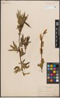 Foto von Salix caudata (Nutt.) A. Heller
